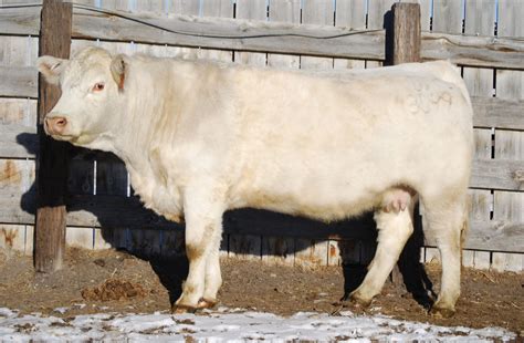 British Columbia. . Cow for sale near me